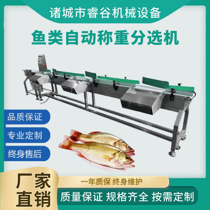 金枪鱼重量分拣设备 皮带式多级称重分选设备 鱼自动秤重分级机
