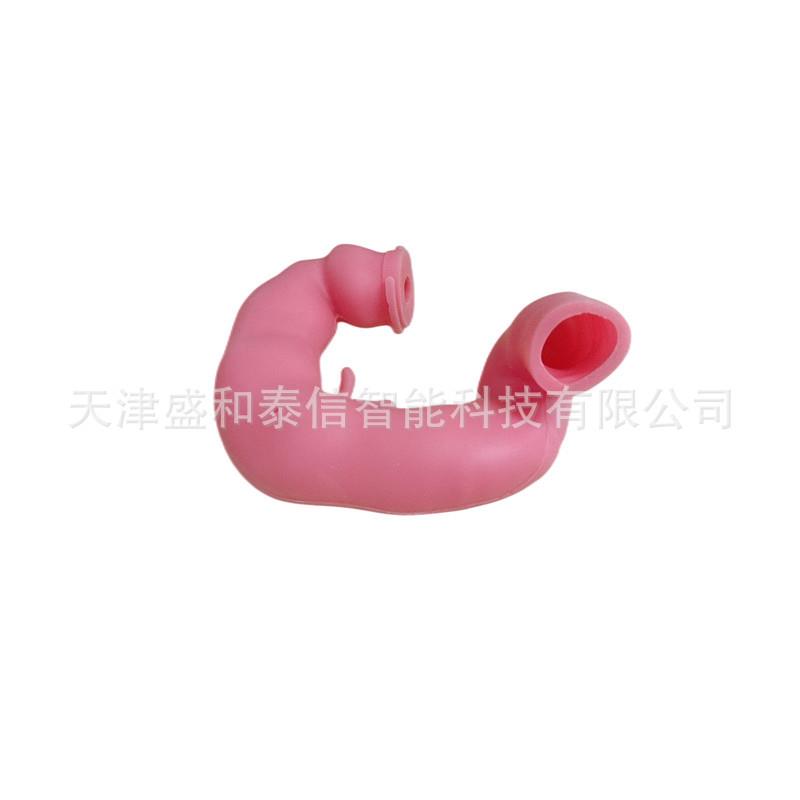 北京天津河北人体器官演示模型肠胃模型面皮模型手板模型手术模型