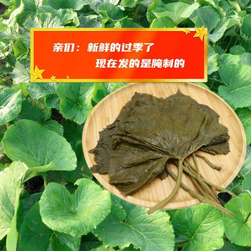 东北特产新鲜马蹄叶延边朝鲜民族风味山野菜大叶子包饭菜拌菜烧烤