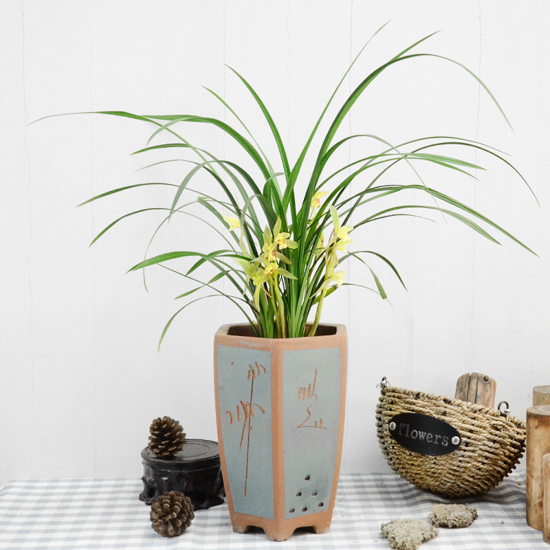 兰花/春兰剑兰绿植盆栽室内开花净化空气观赏时令花卉植物