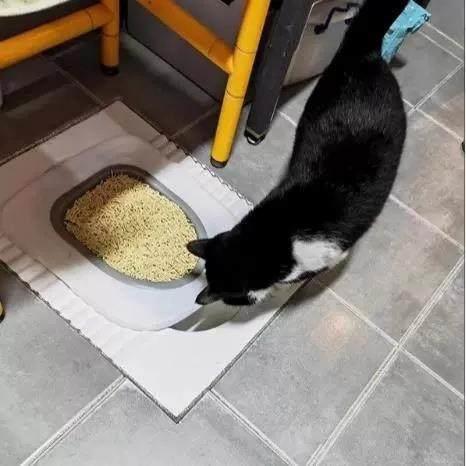 新的猫厕所训练器,猫厕所坑训练器,可拆卸和可回收的智能厕所,