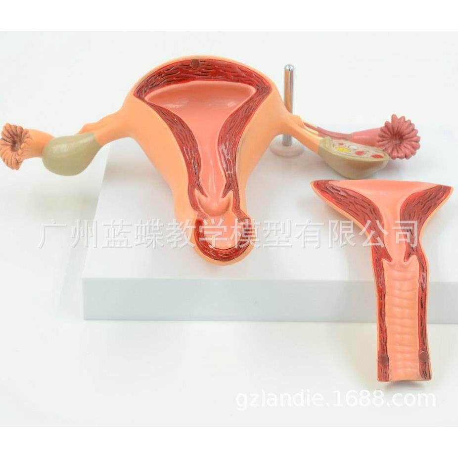 人体模型女性生殖子宫模型阴道卵教学标本/模型