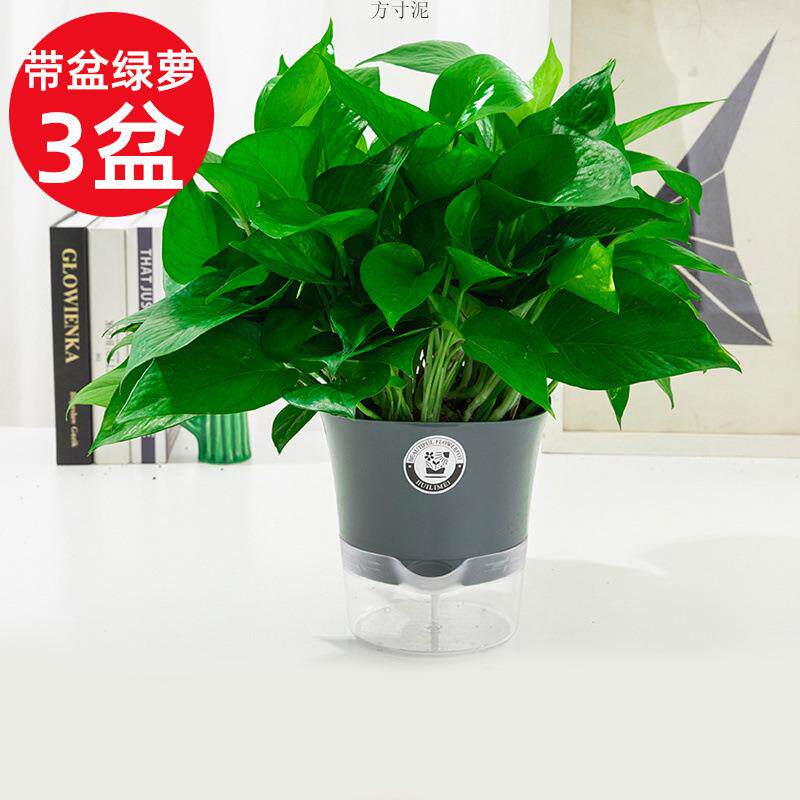 绿萝盆栽室内植物花卉家用新房吸除绿植水培长藤垂吊大叶绿箩