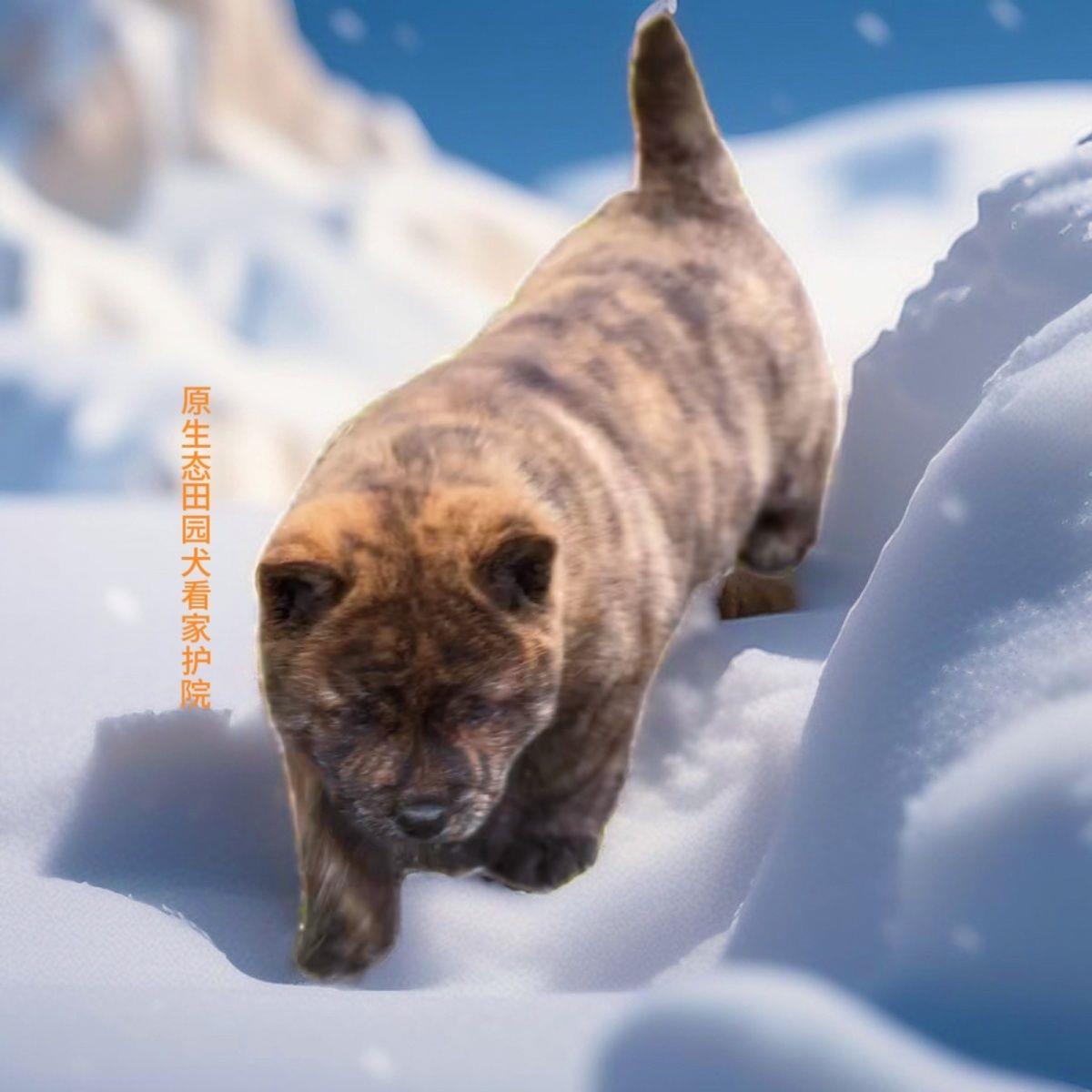 狗狗宠悦奇看家护院大型犬