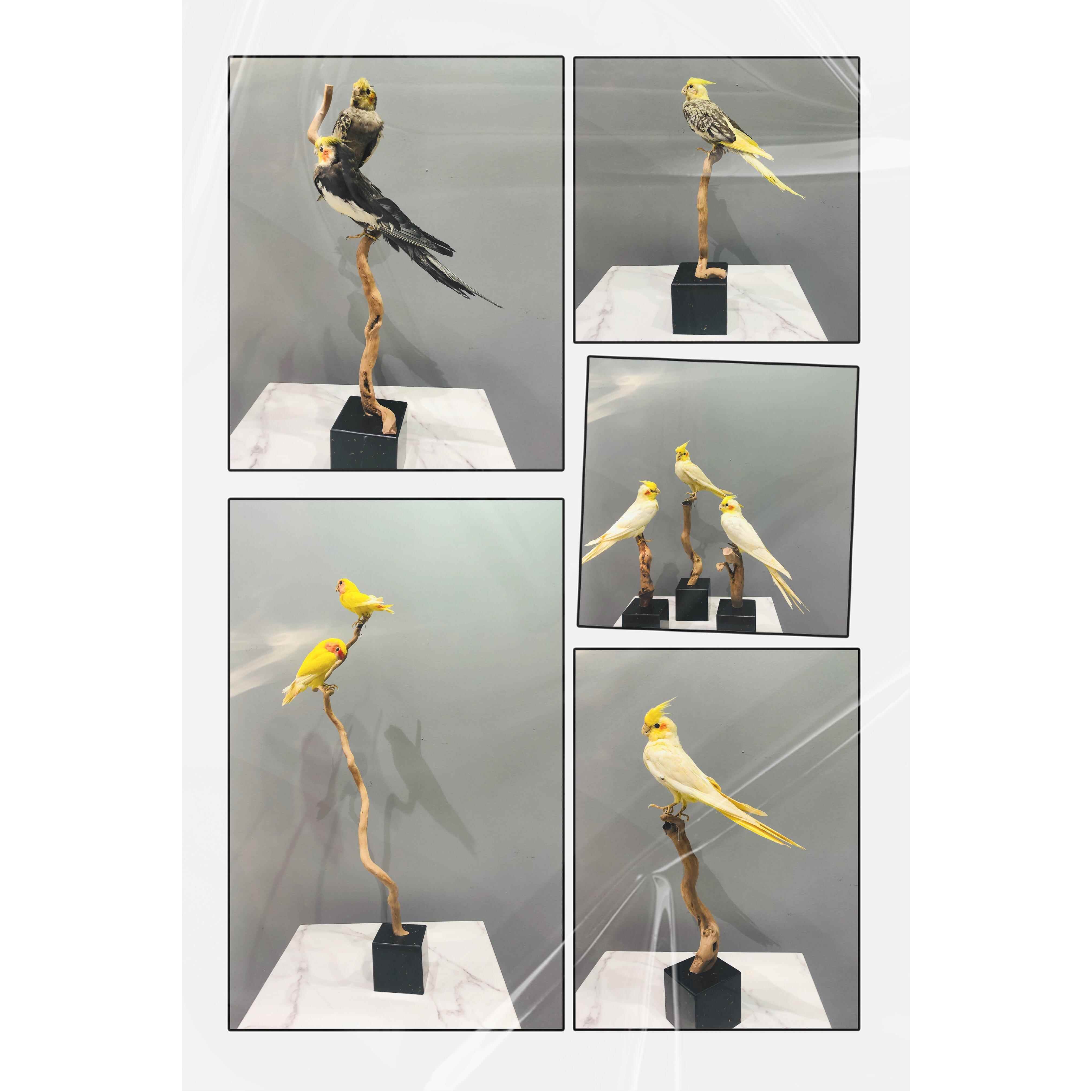 新疆包邮家居庭院花艺布景用小鸟鹦鹉装饰摆件挂饰标本小鸟学校科