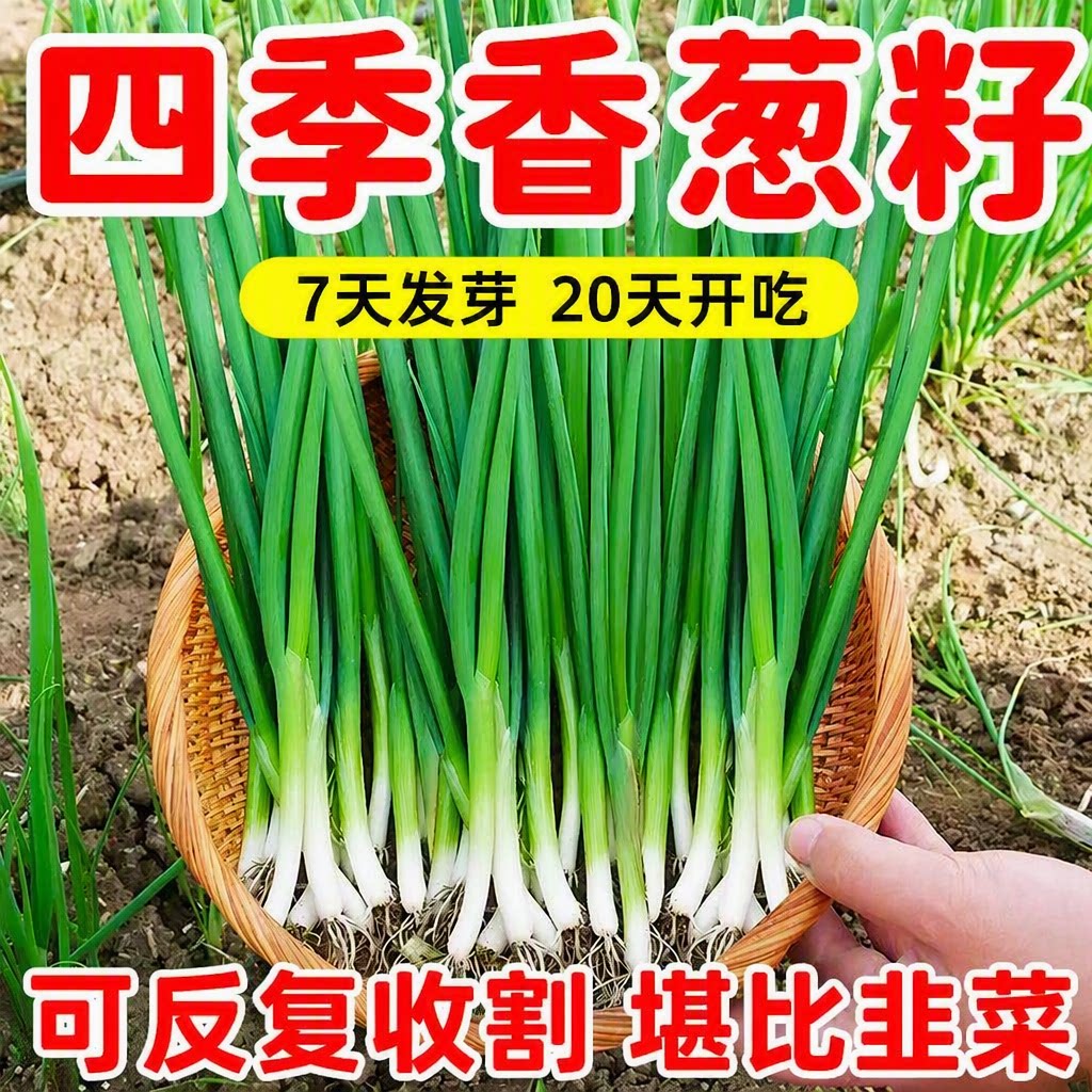 四季小香葱种子葱籽7天发芽阳台盆栽庭院耐寒可反复收割蔬菜种子