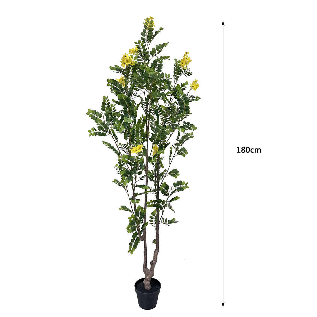 槐花树装饰绿绿落地黄室内假植盆栽槐花树假植摆件
