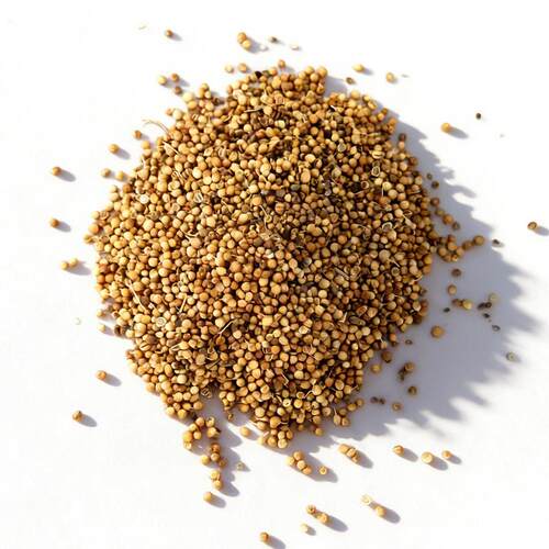香芫荽籽Coriander Seed天然芳香植物香氛香料胡荽子甜爽合香增香