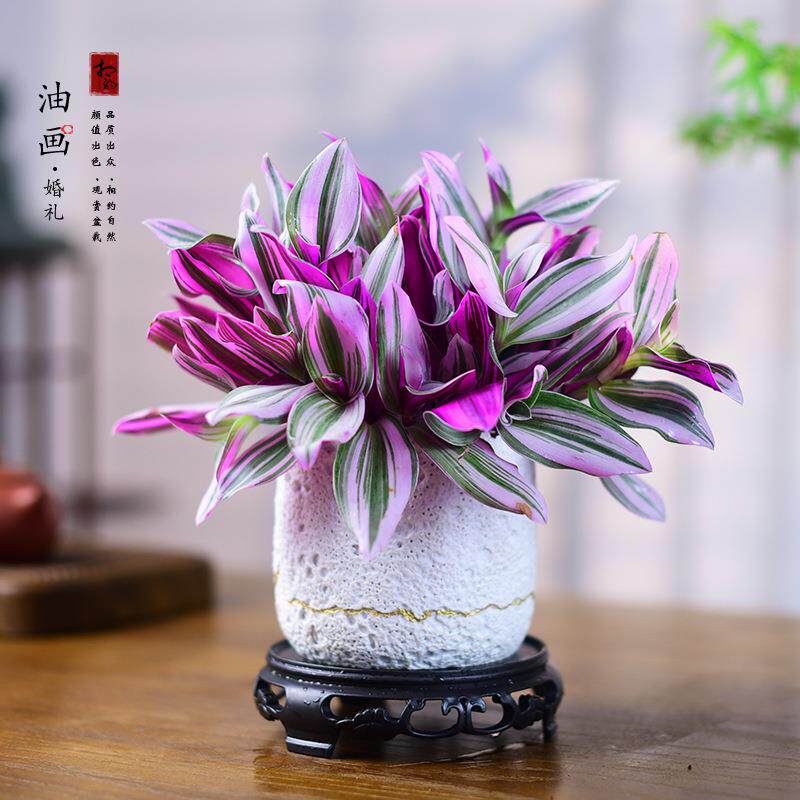 油画婚礼吊兰观叶紫叶绿植被好养活室内桌面植物花卉
