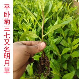 明月草富贵菜神仙菜平卧菊三七金鸡毛(金鸡毛)菜红茎益寿草降糖长寿菜种苗