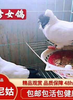 观赏鸽子活体种鸽公母一对青年鸽活物一对包邮包活到家【黑尼姑】