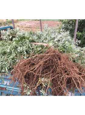 高档端午加工蓝色单方野生艾草精非南阳春县艾叶蕲灸驱油蚊 按摩