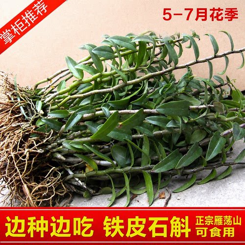 可食用铁皮石斛苗盆栽5一7月花季
