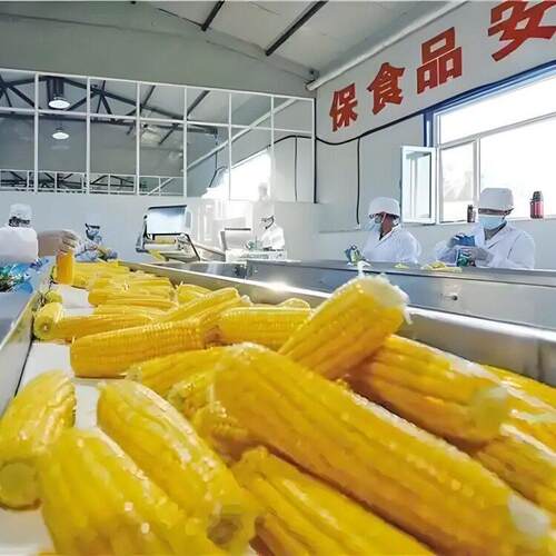 鲜食玉米加工生产线 鲜玉米扒皮机 鲜食玉米冷却杀菌设备
