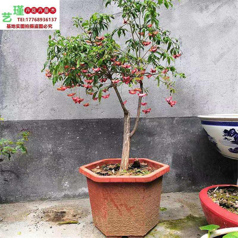 金丝吊蝴蝶树苗卫矛嫁接金线吊蝴蝶盆栽庭院地栽花卉绿植开花盆景