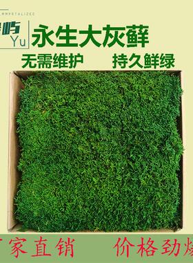 永生苔藓植物墙白发藓块真苔藓绿植墙干花背景墙青苔植物墙植被藓