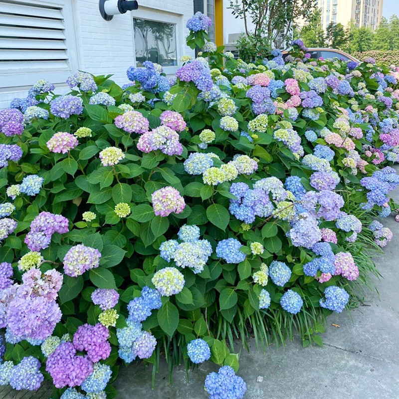 5加仑无尽夏绣球花大苗盆栽阳台庭院四季花卉植物老桩大型绣球花