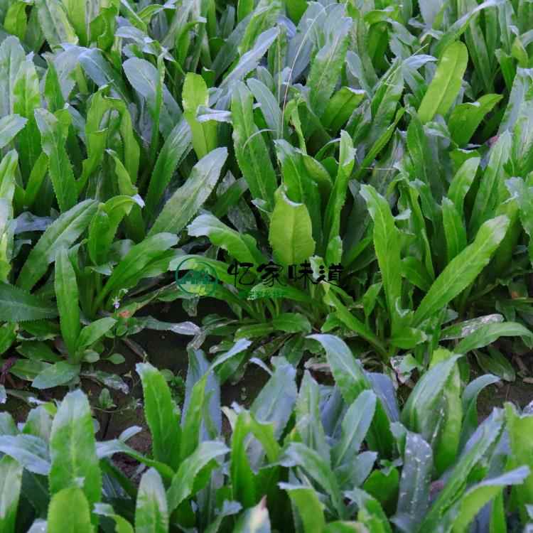 云南香菜新鲜刺芫荽刺芹老缅芫荽泰国德宏傣味调料大香菜1斤特产