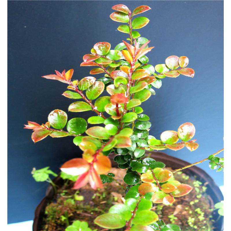 正宗 印度小叶紫檀树苗 紫檀盆景树桩绿植物紫檀木 珍稀名贵盆景