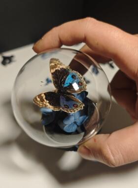 真蝴蝶标本迷你玻璃罩立体桌面摆件创意手工高级感小众生日礼物