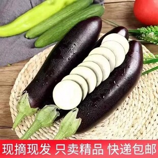 茄子新鲜山东紫裤茄子茄子现摘线茄子农家自种长茄子蒜茄子应季鲜
