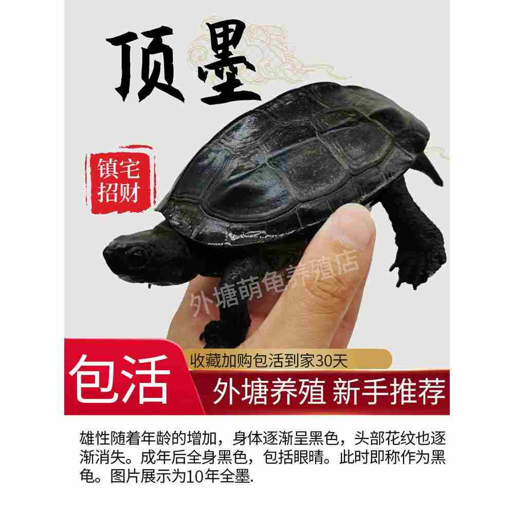 顶墨龟纯种全黑龟苗外塘草龟公乌龟活物长寿宠物龟观赏深水情侣龟