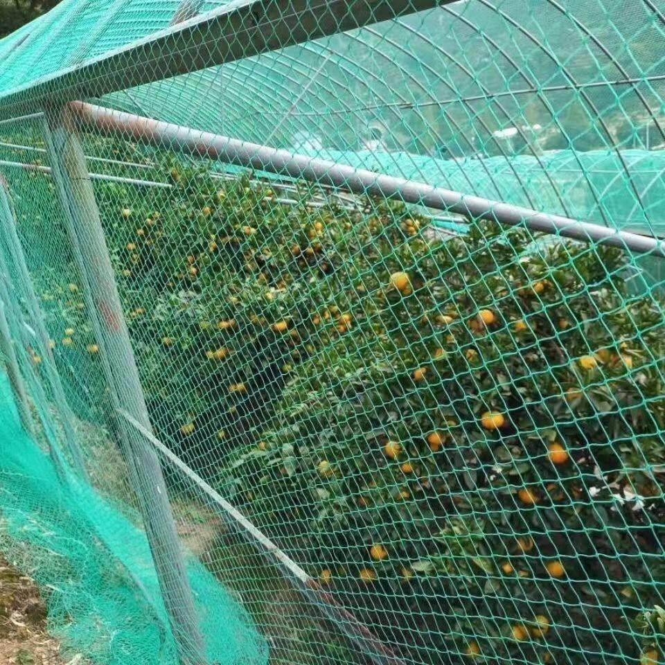 果园防鸟网罩大棚通风口樱桃葡萄梨树鱼塘果树天网养殖农用防护网