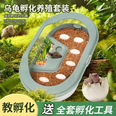 乌龟孵化成长仓乌龟蛋可孵化活物中华草龟适合养的家养小宠物网红