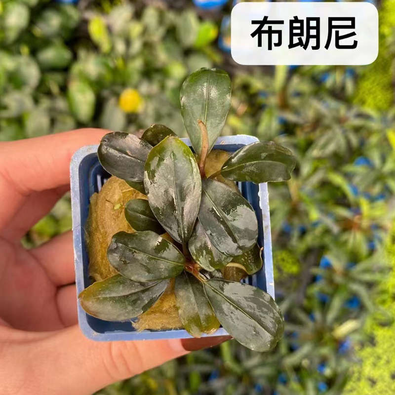布朗尼辣椒榕果冻杯鱼缸原生缸造景水培增氧阴性淡水活体水草植物