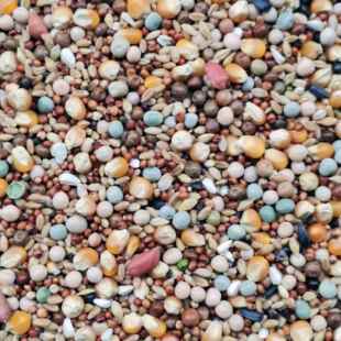 粮良德易中小玉米营养鸽粮赛鸽子粮食肉鸽鸽料信鸽子鸟食50斤包邮