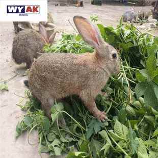 兔子活苗物体可选公母非一对幼仔家养农村宠物肉兔苗比利时灰兔可