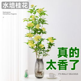 水培四季桂花树苗室内水养植物，阳台盆栽浓香型花卉四季开花绿植