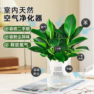 金钻盆栽绿萝室内植物花卉绿植水培万年青多肉新房家用吸除甲醛苗
