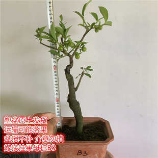 小叶灌木金弹子带果母桩盆景熟桩老鸦柿盆栽金蛋子公桩重庆黑塔子