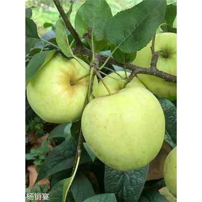 5斤新鲜水果茂县农家果园小金脆甜酸爽薄皮丑理县孕妇汶川青苹果