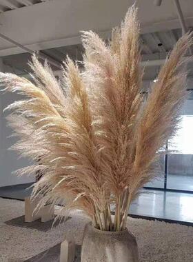 新品公蒲苇干燥花花束客厅装饰北欧田园风婚庆布置超大大芦苇永生
