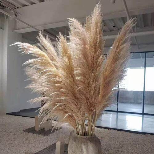 北欧田园风干花包 超大蒲苇永生花适用于客厅装饰与婚庆布置