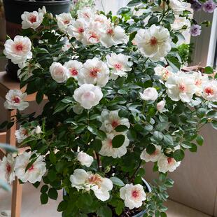 海蒂的花园月季花苗杰奎琳杜普蕾直立花量大抗病阳台庭院花卉盆栽