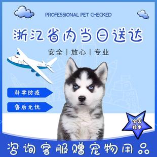 纯种哈士奇幼犬三把火蓝眼小中型二哈西伯利亚雪橇犬宠物狗活