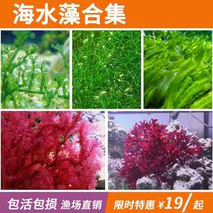 海缸高等藻净化水质红葡萄藻钢丝藻大羽毛藻红绿火焰小鹿角藻海水