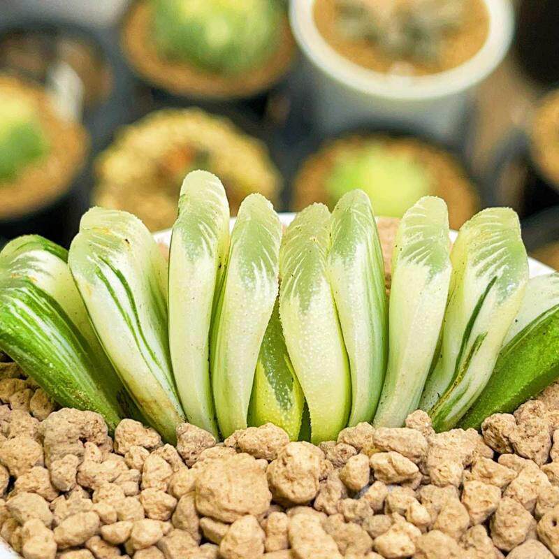 绿玉扇锦 草玉扇锦自然锦玉露十二卷 多肉植物