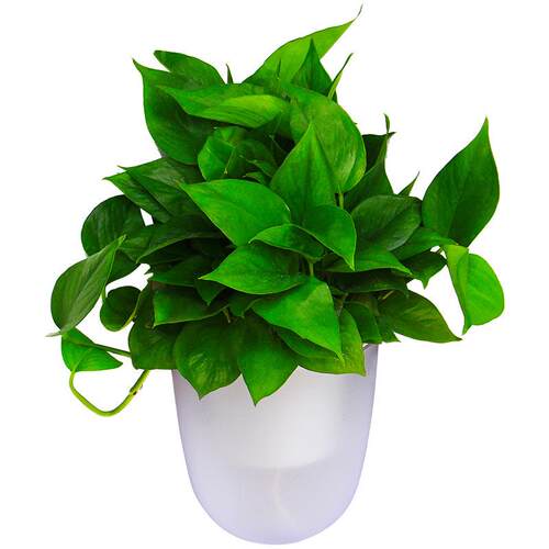欧林泽厂家花盆直供K直角转角墙角转弯塑料壁挂式懒人自吸水花盆