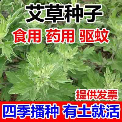 艾草种子食用药用驱蚊草艾叶种籽野生大小叶艾蒿青蒿种植四季驱蚊