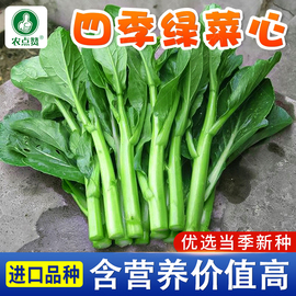 广东菜心种籽青菜种子，十月红菜苔种孑四季蔬，菜籽青翠奶油青菜尖籽