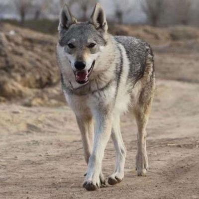 捷克狼幼犬精品青狼可爱不掉毛忠心听话看家护院狼狗伴侣犬狩猎犬