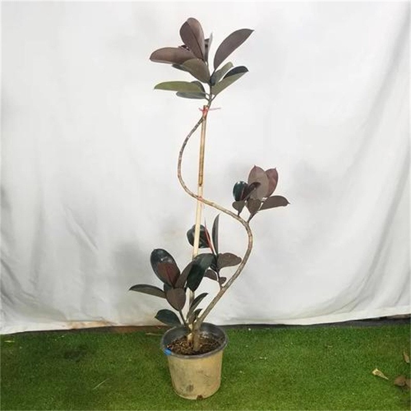 黑金刚橡皮树客厅大盆栽造型室内大型绿植好养四季办公室阳台植物
