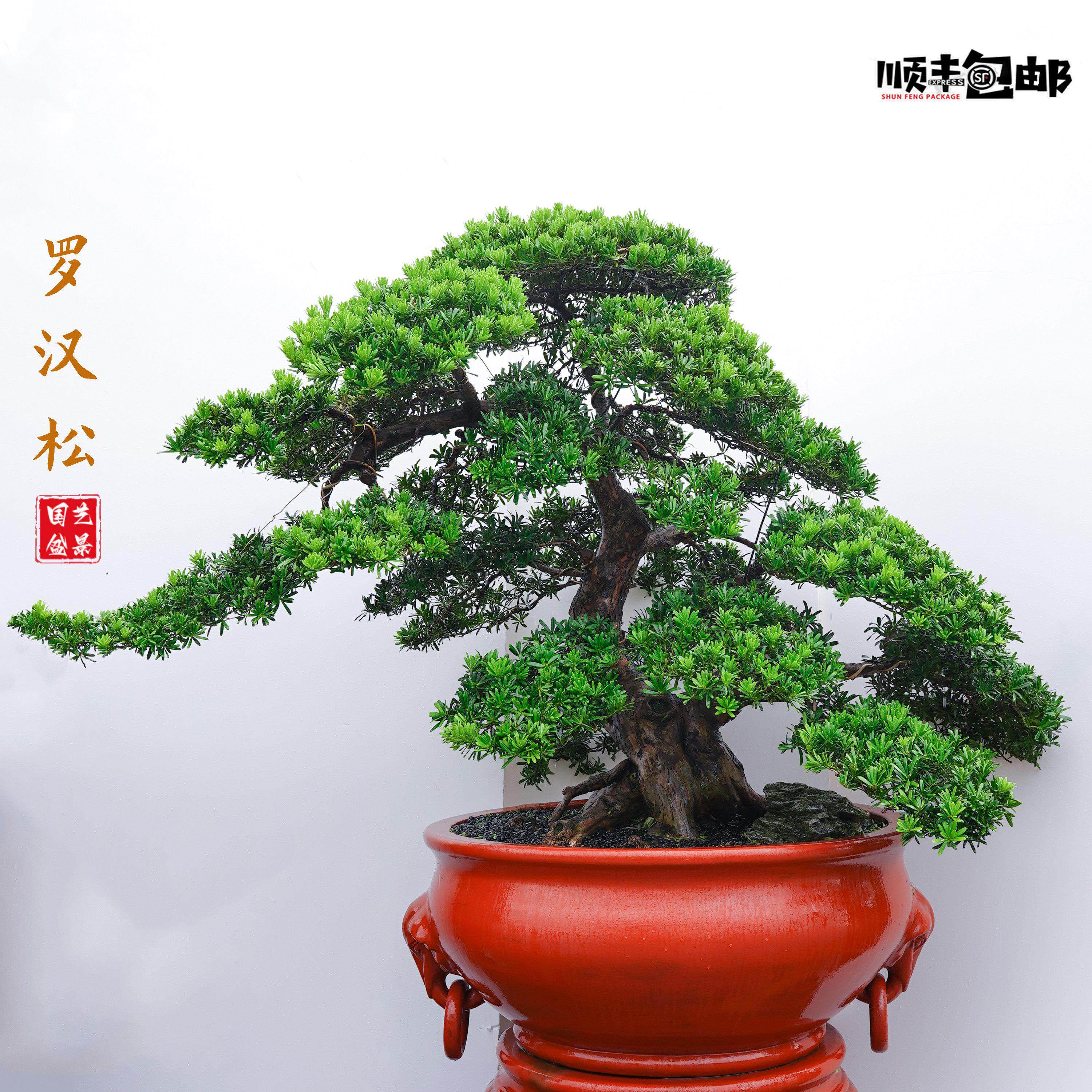 迎客松盆景真树罗汉松老桩黄杨绿植盆栽办公室内客厅净化空气好养