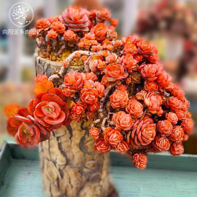 小叶秀妍研老桩多肉植物一物一拍包邮红色大株盆栽向阳派园艺