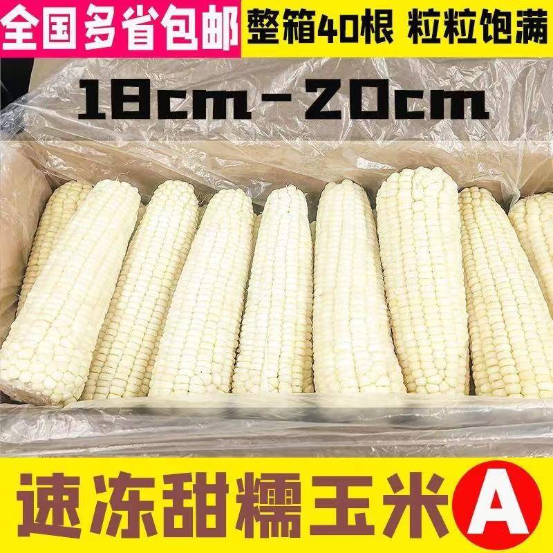 商用东北甜糯玉米冷冻玉米A级大号40根白糯甜玉米棒早餐新鲜苞米