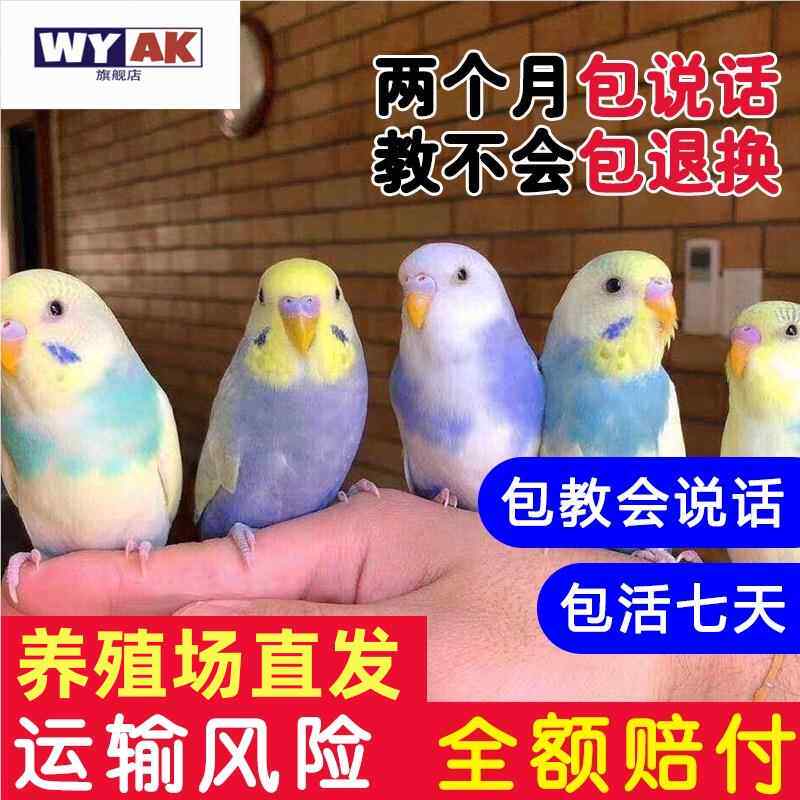 鹦鹉活鸟一公一母雏鸟半毛虎皮小鸟会学说话牡丹手养玄凤宠物幼鸟图片